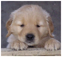 Raising Kaylee, Puppy Training Tips