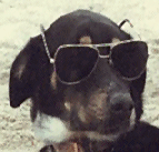 Solving Dog Training Problems
